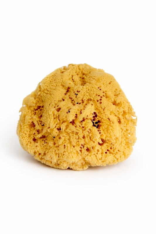 Real Sea Sponge for Men - Extra Large 6"-7", Totally Natural, Kind on Skin for an Invigorating Shower, Supplied in Breathable Mesh Bag. Great for The Gym, Grooming, Bath & Body Gift by Constantia Man