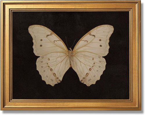 Gold Framed Vintage Butterfly Canvas Print - Elegant Dark Moody Wall Art for Living Room | 12x16 Inch