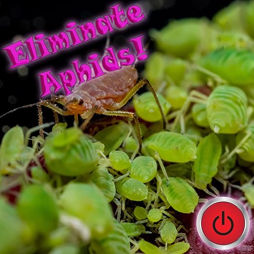 RAW Mighty 1 gal - NPK Industries Brings You This Ready-to-Use Pyrethrin for Safe and Effective Insect Control